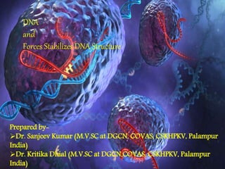 DNA
and
Forces Stabilizes DNA Structure
Prepared by-
Dr. Sanjeev Kumar (M.V.SC at DGCN, COVAS, CSKHPKV, Palampur
India)
Dr. Kritika Dhial (M.V.SC at DGCN,COVAS, CSKHPKV, Palampur
India)
 