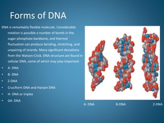 Forms of DNA
DNA is remarkably flexible molecule. Considerable
rotation is possible a number of bonds in the
sugar-phosphate backbone, and thermal
fluctuation can produce bending, stretching, and
unpairing of strands. Many significant deviations
from the Watson-Crick. DNA structure are found in
cellular DNA, some of which may play important
• A- DNA
• B- DNA
• Z-DNA
• Cruciform DNA and Hairpin DNA
• H- DNA or triplex
• G4- DNA
A- DNA B-DNA Z-DNA
 
