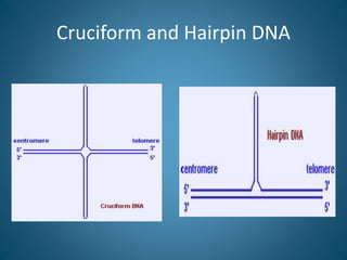 Cruciform and Hairpin DNA
 