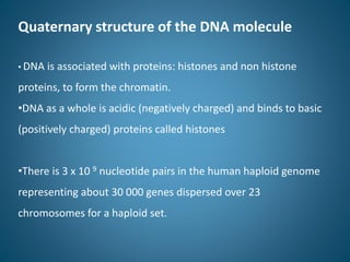 Quaternary structure of the DNA molecule
• DNA is associated with proteins: histones and non histone
proteins, to form the chromatin.
•DNA as a whole is acidic (negatively charged) and binds to basic
(positively charged) proteins called histones
•There is 3 x 10 9 nucleotide pairs in the human haploid genome
representing about 30 000 genes dispersed over 23
chromosomes for a haploid set.
 