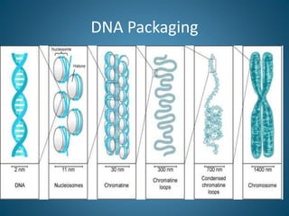 DNA Packaging
 