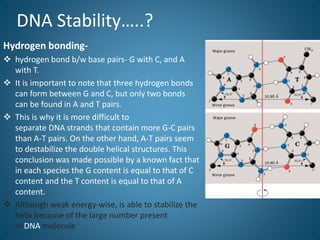 DNA Stability…..?
Hydrogen bonding-
 hydrogen bond b/w base pairs- G with C, and A
with T.
 It is important to note that three hydrogen bonds
can form between G and C, but only two bonds
can be found in A and T pairs.
 This is why it is more difficult to
separate DNA strands that contain more G-C pairs
than A-T pairs. On the other hand, A-T pairs seem
to destabilize the double helical structures. This
conclusion was made possible by a known fact that
in each species the G content is equal to that of C
content and the T content is equal to that of A
content.
 Although weak energy-wise, is able to stabilize the
helix because of the large number present
in DNA molecule
 