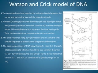 Watson and Crick model of DNA
4.The two strands are held together by hydrogen bonds between the
purine and pyrimidine bases of the opposite strands.
5. Adenine (A) always pairs with thymine (T) by two hydrogen bonds
and guanine (G) always pairs with cytosine (C) by three hydrogen
bonds. This complimentarily is known as the base pairing rule.
Thus, the two stands are complementary to one another.
6. The base sequence along a polynucleotide chain is variable and a
specific sequence of bases carries the genetic information.
7. The base compositions of DNA obey Chargaff s rules (E.E. Chargaff,
1950) according to which A=T and G=C; as a corollary ∑ purines
(A+G) = 2 pyrimidines (C+T); also (A+C) = (G+T). It also states that
ratio of (A+T) and (G+C) is constant for a species (range 0.4 to
1.9)
 