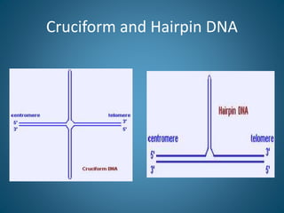 H-DNA or Triplex DNA
 