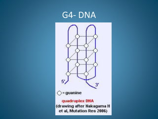 G4- DNA
• FIG. 8.Hypothetical mechanism of
formation and/or stabilization of G4 DNA
by Hop1 protein. In the model, bold an...