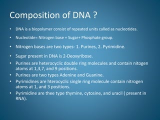Composition of DNA ?
• DNA is a biopolymer consist of repeated units called as nucleotides.
• Nucleotide= Nitrogen base + ...