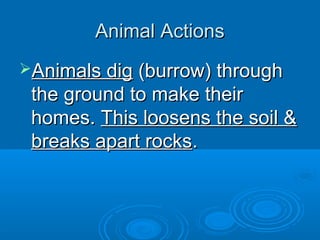 Animal Actions
Animals dig (burrow) through
 the ground to make their
 homes. This loosens the soil &
 breaks apart rocks.
 
