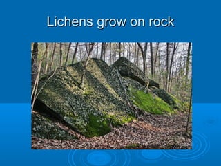 Lichens grow on rock
 