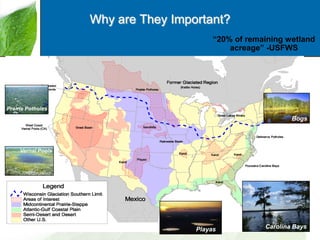 Why are They Important?
“20% of remaining wetland
acreage” -USFWS

Prairie Potholes

Bogs

Vernal Pools

Playas

26Carolina Bays

 