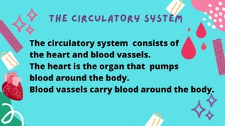 THE CIRCULATORY SYSTEM
The circulatory system consists of
the heart and blood vassels.
The heart is the organ that pumps
blood around the body.
Blood vassels carry blood around the body.
 