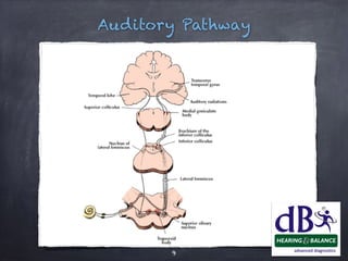 Hearing Basics and Importance of Hearing | PDF