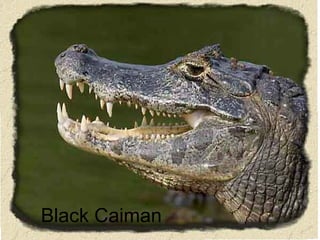 Black Caiman 