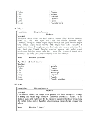 Phylum
Class
Ordo
Family
Genus
Species
Chordata
Mamalia
Scabdantia
Tupaiidae
Tupaia
Tupaia javanica
18. KANCIL
Nama ilmiah : Tragulus javanicus
Deskripsi:
Morfologi:
Mempunyai ukuran tubuh yang kecil seukuran dengan kelinci. Panjang tubuhnya
sekitar 20-25 cm. Tubuh bagian atas Kancil atau Pelanduk berwarna coklat
kemerahan, sedangkan tengkuk bagian tengah biasanya lebih gelap daripada bagian
tubuh lainnya. Bagian bawah berwarna putih dengan batas sedikit kecoklatan di
tengah, tanda khusus di kerogkongan dan dada bagian atas berwarna coklat tua. Raut
muka Kancil atau Pelanduk (Tragulus javanicus) berwarna putih, terlihat seperti
sebuah garis dari dagu sampai dada. Kancil jantan tidak mempunyai tanduk tetapi
mempunyai gigi taring yang yang memanjang keluar dari mulutnya.
Nutrisi : Heerotrof (herbivora)
Reproduksi : Seksual (beranak)
Klasifikasi
Kingdom
Phylum
Class
Ordo
Family
Genus
Species
Animalia
Chordata
Mammalia
Artiodactyla
Tragulidae
Tragulus
Tragulus javanicus
19. CICAK
Nama ilmiah : Tragulus javanicus
Deskripsi:
Morfologi:
Cicak memiliki telapak kaki dengan sistem perekat. cicak dapat menempelkan kakinya
di dinding dan berjalan tanpa terpeleset. kemampuan memutuskan ekornya. Hal ini
dilakukan cicak untuk melindungi diri dari musuhnya cicak memiliki lidah yang panjang
dan lengket. Bentuk lidah ini digunakan untuk menangkap mangsa berupa serangga yang
terbang.
Nutrisi : Heerotrof (Karnivora)
 