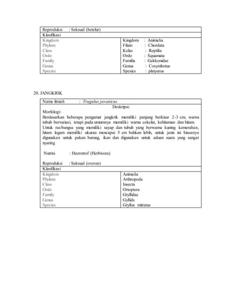 Reproduksi : Seksual (betelur)
Klasifikasi
Kingdom
Phylum
Class
Ordo
Family
Genus
Species
Kingdom : Animalia
Filum : Chordata
Kelas : Reptilia
Ordo : Squamata
Familia : Gekkonidae
Genus : Cosymbotus
Spesies : platyurus
20. JANGKRIK
Nama ilmiah : Tragulus javanicus
Deskripsi:
Morfologi:
Berdasarkan beberapa pengamat jangkrik memiliki panjang berkisar 2-3 cm, warna
tubuh bervariasi, tetapi pada umumnya memiliki warna cokelat, kehitaman dan hitam.
Untuk ras/bangsa yang memiliki sayap dan tubuh yang berwarna kuning kemerahan,
hitam legam memiliki ukuran mencapai 5 cm bahkan lebih, untuk jenis ini biasanya
digunakan untuk pakan burung, ikan dan digunakan untuk aduan suara yang sangat
nyaring
Nutrisi : Heerotrof (Herbivora)
Reproduksi : Seksual (ovovar)
Klasifikasi
Kingdom
Phylum
Class
Ordo
Family
Genus
Species
Animalia
Arthropoda
Insecta
Ortoptera
Gryllidae
Gyllids
Gryllus mitratus
 