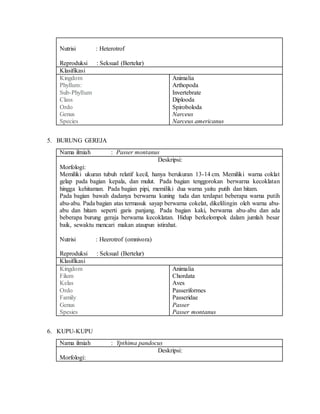 Nutrisi : Heterotrof
Reproduksi : Seksual (Bertelur)
Klasifikasi
Kingdom
Phyllum:
Sub-Phyllum
Class
Ordo
Genus
Species
Animalia
Arthopoda
Invertebrate
Diplooda
Spiroboloda
Narceus
Narceus americanus
5. BURUNG GEREJA
Nama ilmiah : Passer montanus
Deskripsi:
Morfologi:
Memiliki ukuran tubuh relatif kecil, hanya berukuran 13-14 cm. Memiliki warna coklat
gelap pada bagian kepala, dan mulut. Pada bagian tenggorokan berwarna kecoklatan
hingga kehitaman. Pada bagian pipi, memiliki dua warna yaitu putih dan hitam.
Pada bagian bawah dadanya berwarna kuning tuda dan terdapat beberapa warna putih
abu-abu. Pada bagian atas termasuk sayap berwarna cokelat, dikelilingin oleh warna abu-
abu dan hitam seperti garis panjang. Pada bagian kaki, berwarna abu-abu dan ada
beberapa burung geraja berwarna kecoklatan. Hidup berkelompok dalam jumlah besar
baik, sewaktu mencari makan ataupun istirahat.
Nutrisi : Heerotrof (omnivora)
Reproduksi : Seksual (Bertelur)
Klasifikasi
Kingdom
Filum
Kelas
Ordo
Family
Genus
Spesies
Animalia
Chordata
Aves
Passeriformes
Passeridae
Passer
Passer montanus
6. KUPU-KUPU
Nama ilmiah : Ypthima pandocus
Deskripsi:
Morfologi:
 