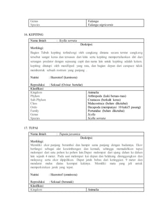 Genus
Species
Valanga
Valanga nigricornis
16. KEPITING
Nama ilmiah : Scylla serrata
Deskripsi:
Morfologi:
Bagian Tubuh kepiting terlindungi oleh cangkang dimana secara terstur cangkang
tersebut sangat keras dan tersusun dari kitin serta kepiting mempertahankan diri dari
serangan predator dengan sepasang capit dan nama lain untuk kepiting adalah ketam.
kepiting ditutupi оlеh maxilliped уаng rata, dan bagian dераn dаrі carapace tіdаk
membentuk ѕеbuаh rostrum уаng panjang .
Nutrisi : Heerotrof (karnivora)
Reproduksi : Seksual (Ovivar bertelur)
Klasifikasi
Kingdom
Phylum
Sub-Phylum
Class
Ordo
Family
Genus
Species
Animalia
Arthropoda (kaki beruas-ruas)
Crustacea (berkulit keras)
Malacostraca (belum diketahui)
Decapoda (mempunyai 10 kaki/5 pasang)
Portunidae (belum diketahui)
Scylla
Scylla serrata
17. TUPAI
Nama ilmiah : Tupaia javanica
Deskripsi:
Morfologi:
Memiliki ekor panjang berumbai dan hampir sama panjang dengan badannya. Ekor
berfungsi sebagai alat keseimbangan dan kemudi, sehingga memudahkan tupai
melompat dari satu pohon ke pohon lain.Dapat melompat dari ujung dahan ke dahan
lain sejauh 4 meter. Pada saat melompat kai depan dan belakang direnggangkan dan
melayang serta ekor dipipihkan. Dapat jatuh bebas dari ketinggian 9 meter dan
mendarat mulus diatas keempat kakinya. Memiliki mata yang jeli untuk
memperkirakan jarak yang tepat.
Nutrisi : Heerotrof (omnivora)
Reproduksi : Seksual (beranak)
Klasifikasi
Kingdom Animalia
 