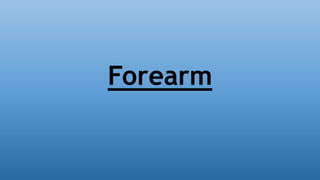 Forearm
 