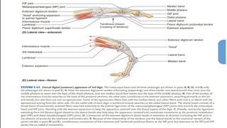 Inner Forearm Layout.pdf FOREARM.pptx for orthopedics trauma team | PPTX