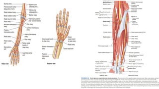 Inner Forearm Layout.pdf FOREARM.pptx for orthopedics trauma team | PPTX