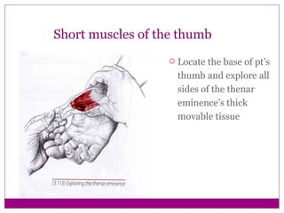 Short muscles of the thumb ,[object Object]