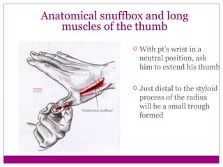 Forearm Snuff Box Forearm And Hand 5 | PPT