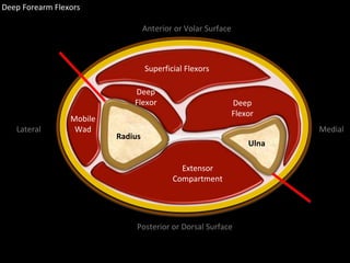 Slideshow: Forearm Deep Flexors | PPTX