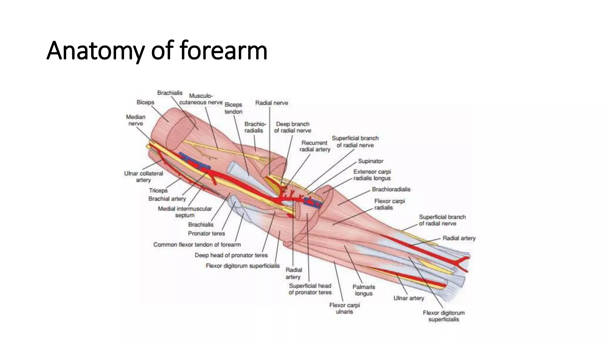 Forearm Fractures of Adults | PPTX