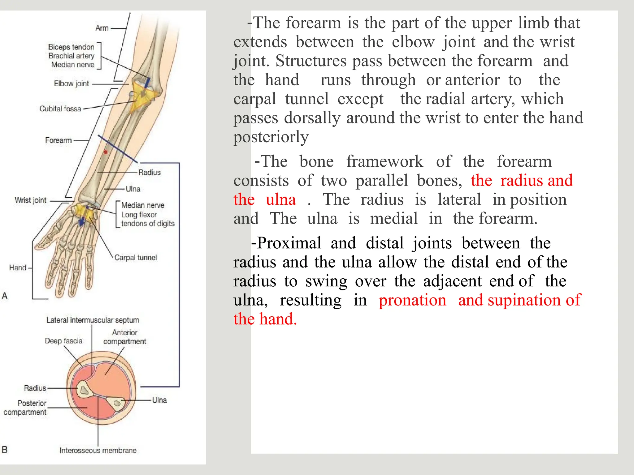 Forearm I.pptx anterior compartment muscles PPTX(00)
