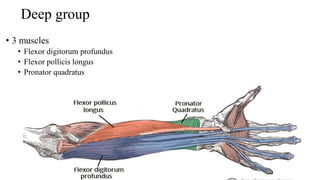 Deep group
• 3 muscles
• Flexor digitorum profundus
• Flexor pollicis longus
• Pronator quadratus
 