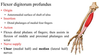 Flexor digitorum profundus
• Origin
• Anteromedial surface of shaft of ulna
• Insertion
• Distal phalanges of medial four fingers
• Action
• Flexes distal phalanx of fingers; then assists in
flexion of middle and proximal phalanges and
wrist
• Nerve supply
• Ulnar (medial half) and median (lateral half)
nerves
 