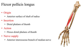 Flexor pollicis longus
• Origin
• Anterior surface of shaft of radius
• Insertion
• Distal phalanx of thumb
• Action
• Flexes distal phalanx of thumb
• Nerve supply
• Anterior interosseous branch of median nerve
 