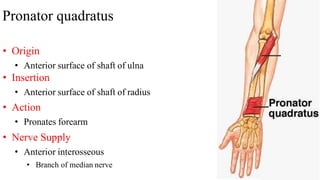 Pronator quadratus
• Origin
• Anterior surface of shaft of ulna
• Insertion
• Anterior surface of shaft of radius
• Action
• Pronates forearm
• Nerve Supply
• Anterior interosseous
• Branch of median nerve
 