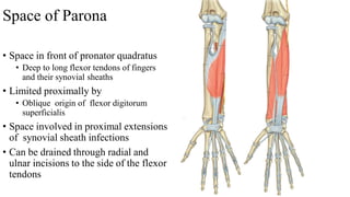Space of Parona
• Space in front of pronator quadratus
• Deep to long flexor tendons of fingers
and their synovial sheaths
• Limited proximally by
• Oblique origin of flexor digitorum
superficialis
• Space involved in proximal extensions
of synovial sheath infections
• Can be drained through radial and
ulnar incisions to the side of the flexor
tendons
 