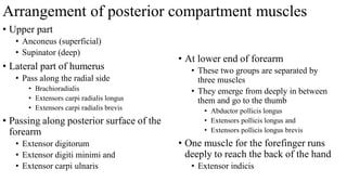 Arrangement of posterior compartment muscles
• Upper part
• Anconeus (superficial)
• Supinator (deep)
• Lateral part of humerus
• Pass along the radial side
• Brachioradialis
• Extensors carpi radialis longus
• Extensors carpi radialis brevis
• Passing along posterior surface of the
forearm
• Extensor digitorum
• Extensor digiti minimi and
• Extensor carpi ulnaris
• At lower end of forearm
• These two groups are separated by
three muscles
• They emerge from deeply in between
them and go to the thumb
• Abductor pollicis longus
• Extensors pollicis longus and
• Extensors pollicis longus brevis
• One muscle for the forefinger runs
deeply to reach the back of the hand
• Extensor indicis
 