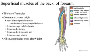 Superficial muscles of the back of forearm
• There are 7 muscles
• Common extensor origin
• Four of the superficialmuscles
• Arisefromthetipoflateralepicondyleof thehumerus
• Extensor carpi radialis brevis
• Extensor digitorum
• Extensor digiti minimi, and
• Extensor carpi ulnaris
• All seven muscles cross elbow joint
 