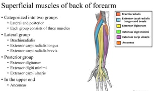 Superficial muscles of back of forearm
• Categorized into two groups
• Lateral and posterior
• Each group consists of three muscles
• Lateral group
• Brachioradialis
• Extensor carpi radialis longus
• Extensor carpi radialis brevis
• Posterior group
• Extensor digitorum
• Extensor digiti minimi
• Extensor carpi ulnaris
• In the upper end
• Anconeus
 