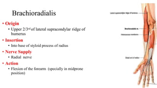Brachioradialis
• Origin
• Upper 2/3rd of lateral supracondylar ridge of
humerus
• Insertion
• Into base of styloid process of radius
• Nerve Supply
• Radial nerve
• Action
• Flexion of the forearm (specially in midprone
position)
 
