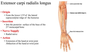 Extensor carpi radialis longus
• Origin
• From the lower 1/3rd of the lateral
supracondylar ridge of the humerus
• Insertion
• Into the posterior surface of the base of the
2nd metacarpal bone
• Nerve Supply
• Radial nerve
• Action
• Extension of the hand at wrist joint
Abduction of the hand at wrist joint
 