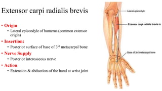 Extensor carpi radialis brevis
• Origin
• Lateral epicondyle of humerus (common extensor
origin)
• Insertion:
• Posterior surface of base of 3rd metacarpal bone
• Nerve Supply
• Posterior interosseous nerve
• Action
• Extension & abduction of the hand at wrist joint
 
