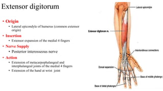 Extensor digitorum
• Origin
• Lateral epicondyle of humerus (common extensor
origin)
• Insertion
• Extensor expansion of the medial 4 fingers
• Nerve Supply
• Posterior interosseous nerve
• Action
• Extension of metacarpophalangeal and
interphalangeal joints of the medial 4 fingers
• Extension of the hand at wrist joint
 
