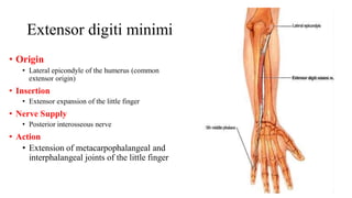 Extensor digiti minimi
• Origin
• Lateral epicondyle of the humerus (common
extensor origin)
• Insertion
• Extensor expansion of the little finger
• Nerve Supply
• Posterior interosseous nerve
• Action
• Extension of metacarpophalangeal and
interphalangeal joints of the little finger
 