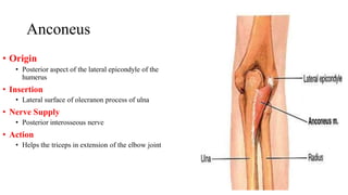 Anconeus
• Origin
• Posterior aspect of the lateral epicondyle of the
humerus
• Insertion
• Lateral surface of olecranon process of ulna
• Nerve Supply
• Posterior interosseous nerve
• Action
• Helps the triceps in extension of the elbow joint
 