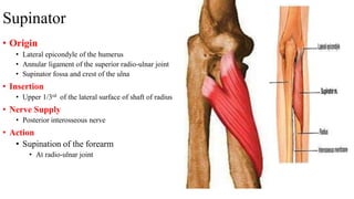 Supinator
• Origin
• Lateral epicondyle of the humerus
• Annular ligament of the superior radio-ulnar joint
• Supinator fossa and crest of the ulna
• Insertion
• Upper 1/3rd of the lateral surface of shaft of radius
• Nerve Supply
• Posterior interosseous nerve
• Action
• Supination of the forearm
• At radio-ulnar joint
 