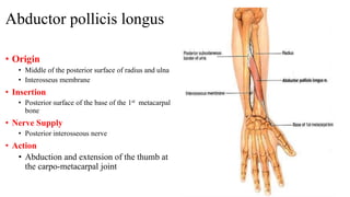 Abductor pollicis longus
• Origin
• Middle of the posterior surface of radius and ulna
• Interosseus membrane
• Insertion
• Posterior surface of the base of the 1st metacarpal
bone
• Nerve Supply
• Posterior interosseous nerve
• Action
• Abduction and extension of the thumb at
the carpo-metacarpal joint
 