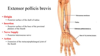 Extensor pollicis brevis
• Origin
• Posterior surface of the shaft of radius
• Insertion
• Posterior surface of the base of the proximal
phalanx of the thumb
• Nerve Supply
• Posterior interosseous nerve
• Action
• Extension of the metacarpophalangeal joint of
the thumb
 