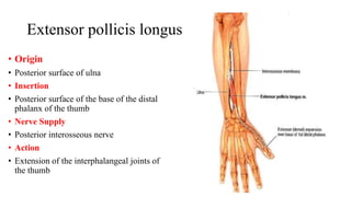 Extensor pollicis longus
• Origin
• Posterior surface of ulna
• Insertion
• Posterior surface of the base of the distal
phalanx of the thumb
• Nerve Supply
• Posterior interosseous nerve
• Action
• Extension of the interphalangeal joints of
the thumb
 