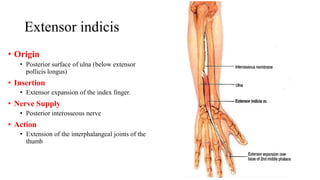 Extensor indicis
• Origin
• Posterior surface of ulna (below extensor
pollicis longus)
• Insertion
• Extensor expansion of the index finger.
• Nerve Supply
• Posterior interosseous nerve
• Action
• Extension of the interphalangeal joints of the
thumb
 