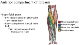 Anterior compartment of forearm
• Superficial group
• Five muscles cross the elbow joint
• Three musclesdonot
• Flexor compartment is much more
bulky
• Than extensor compartment
• Necessary power of grip
 