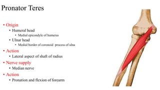 Pronator Teres
• Origin
• Humeral head
• Medial epicondyle of humerus
• Ulnar head
• Medial border of coronoid process of ulna
• Action
• Lateral aspect of shaft of radius
• Nerve supply
• Median nerve
• Action
• Pronation and flexion of forearm
 