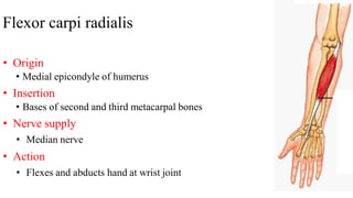 Flexor carpi radialis
• Origin
• Medial epicondyle of humerus
• Insertion
• Bases of second and third metacarpal bones
• Nerve supply
• Median nerve
• Action
• Flexes and abducts hand at wrist joint
 